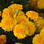 French Marigold Seeds - mixed colors - a great companion for the vegetable garden