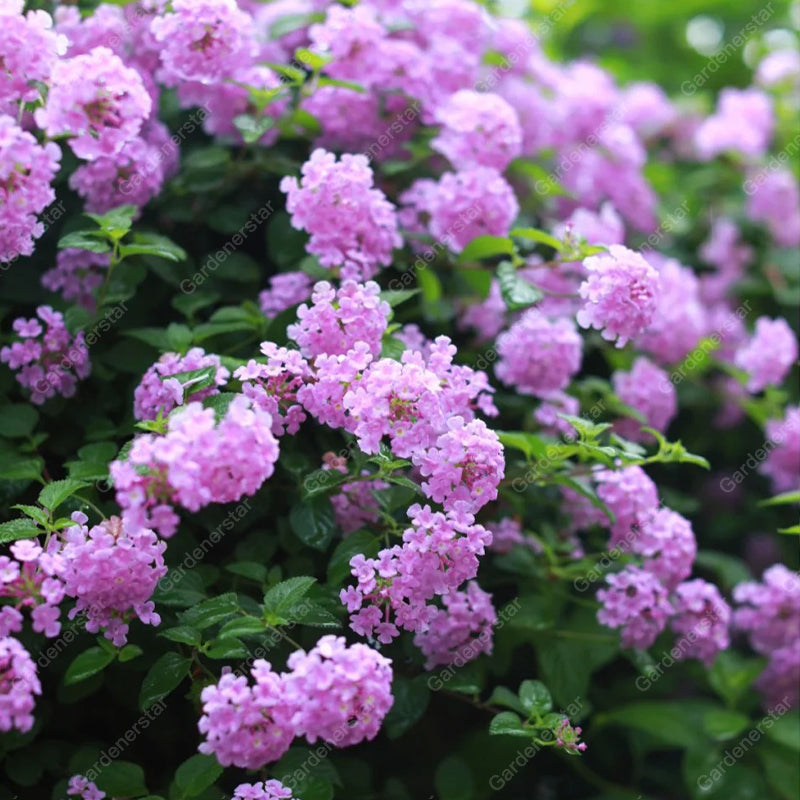 🌺Colorful Elf Lantana Seeds - Repels Mosquitoes And Flies
