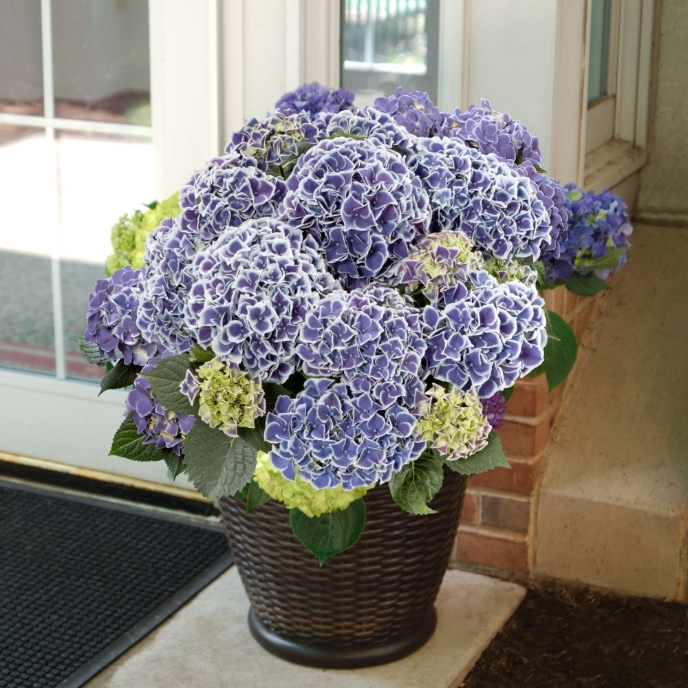 Hydrangea Macrophylla Tivoli Seeds