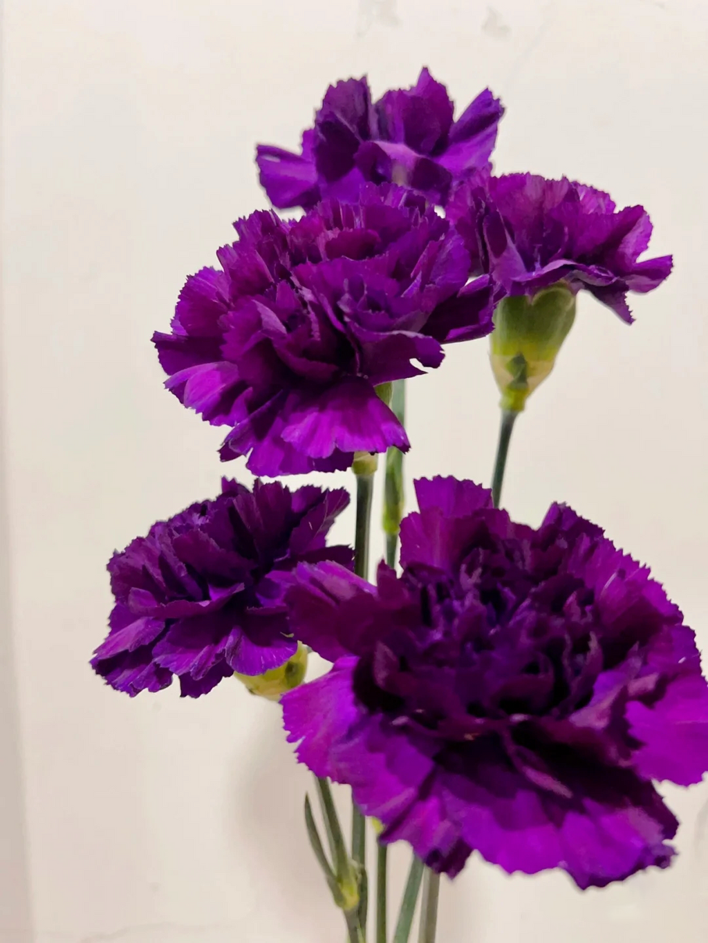 Carnations Seeds-Goleb