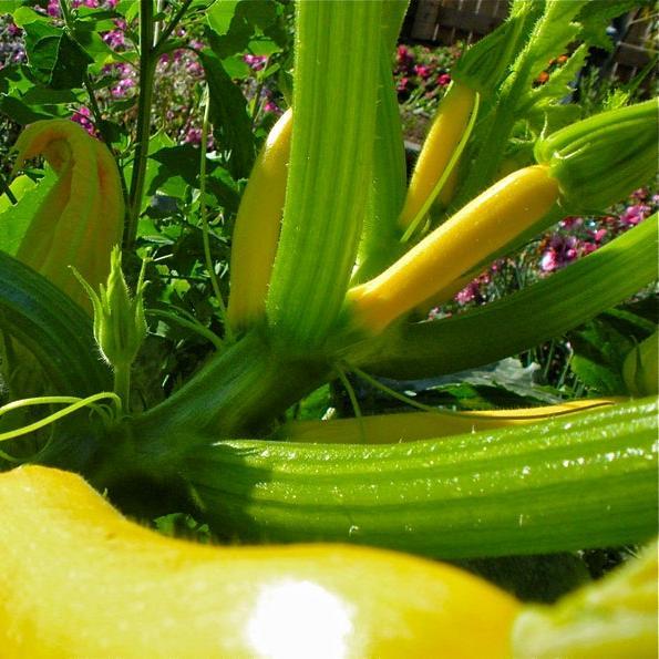 30pcs Early PROLIFIC STRAIGHTNECK SQUASH Yellow Summer Bush Heirloom Seeds