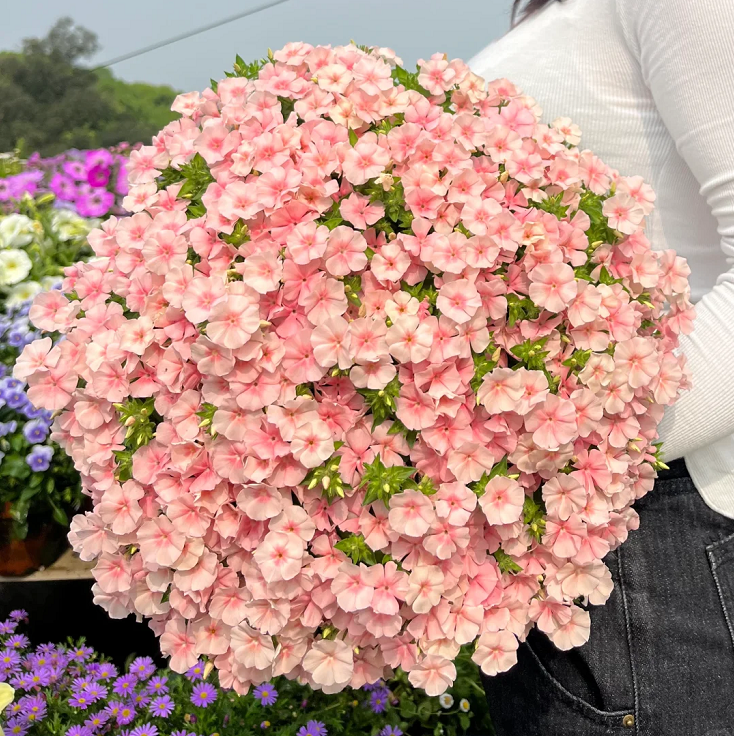 Phlox drummondii 'Ethnie Salmon'