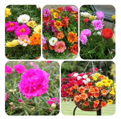 10000 Pcs Muti-color portulaca Seeds