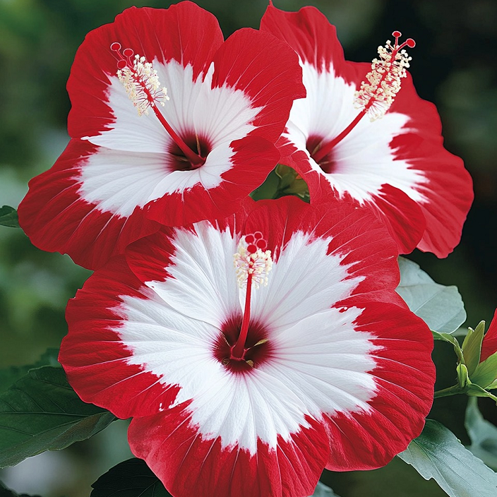 Multicolor Hibiscus Seeds