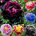 Black Beauty Peony Flower Seeds