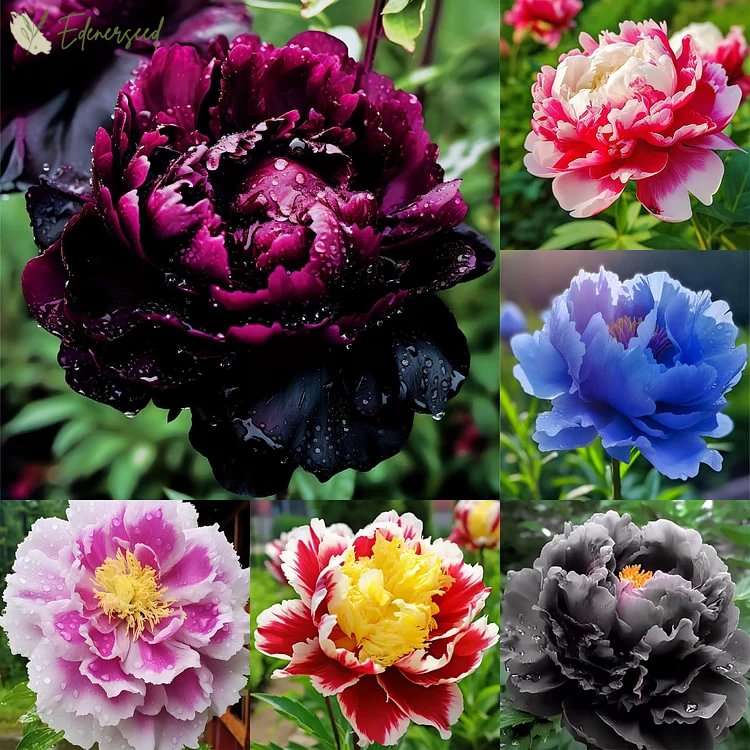 Black Beauty Peony Flower Seeds