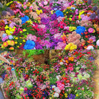 All Perennial Wildflower Seed Mix - Rainbow Garden