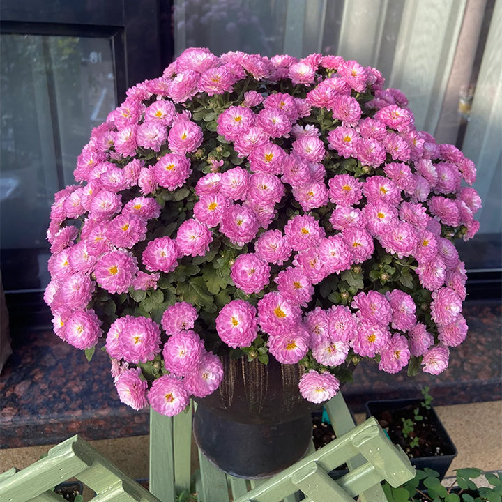 🌸Candy Chrysanthemum Seeds