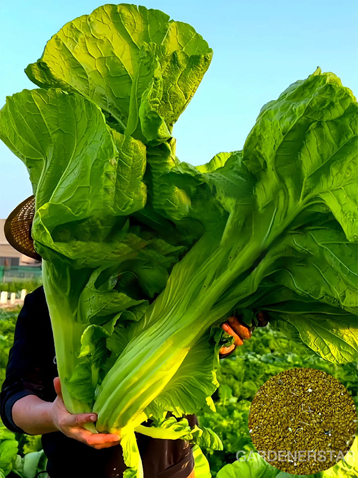 Large Leaf Stuffed Sweet Mustard Seeds