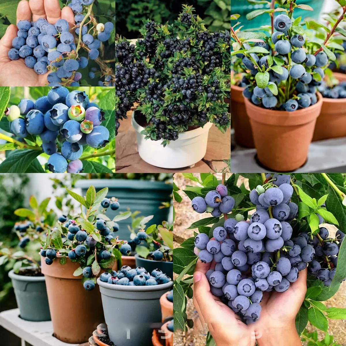 Giant Blueberry Fruit Seeds