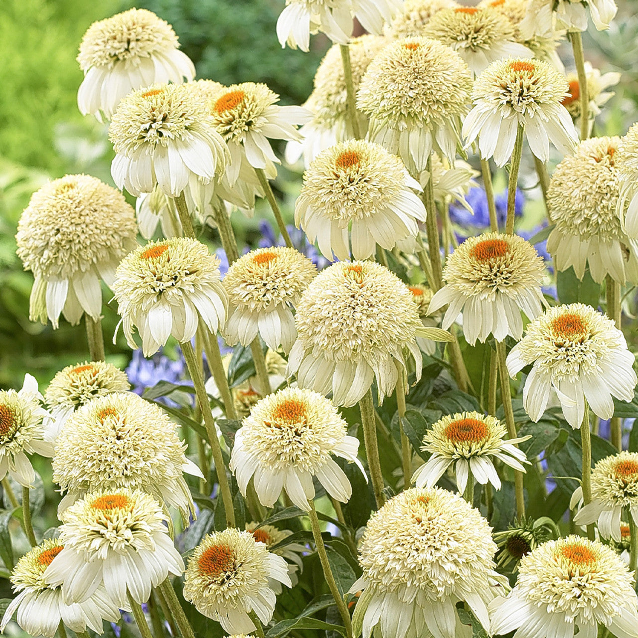 Echinacea purpurea 'Milkshake' (Coneflower)