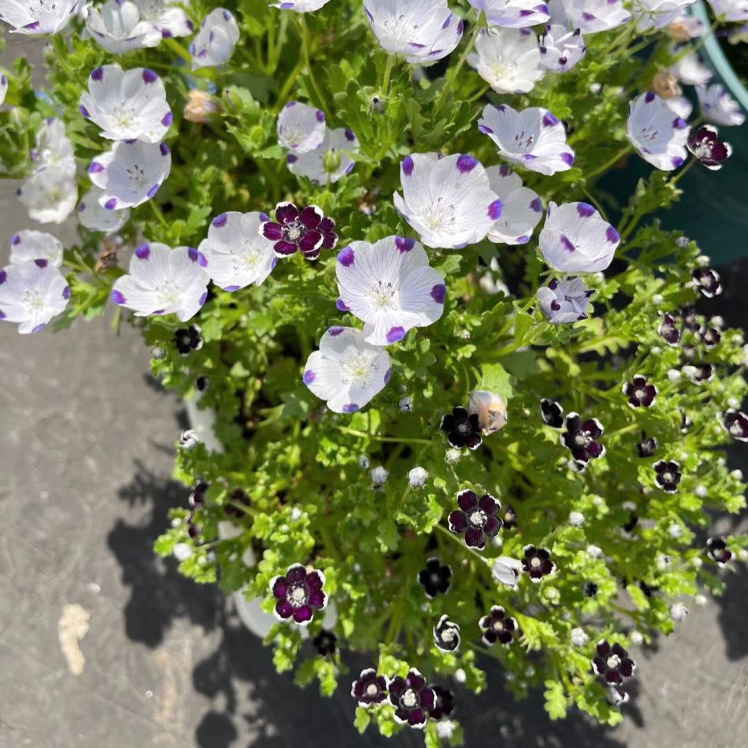 Nemophila-Baby Blue Eyes