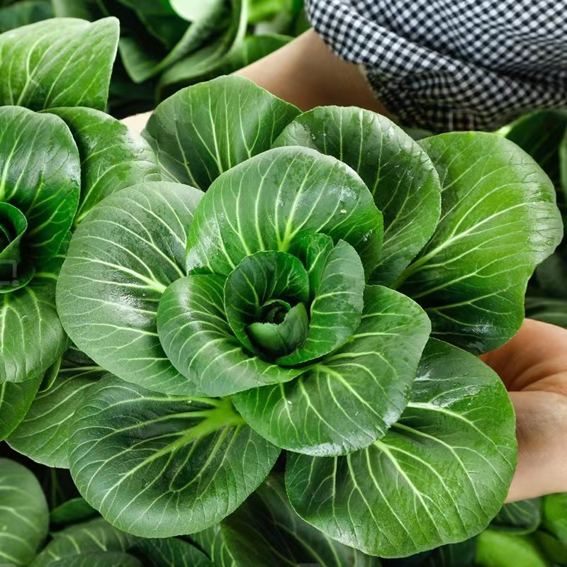Black-leaf Bok Choy Seeds