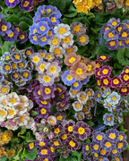 Mixed Color Primrose Seeds