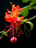 Chandelier Hibiscus Seeds