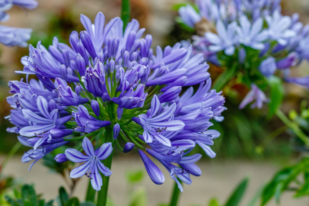 Agapanthus africanus 'Midnight Star'