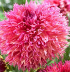 Aster Seeds (Semi-Dwarf) - Jewelaster Rose