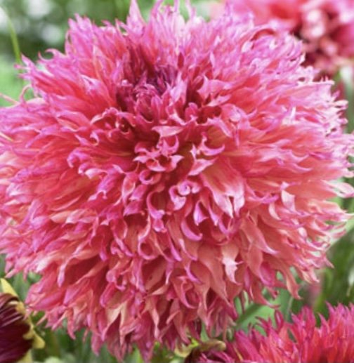 Aster Seeds (Semi-Dwarf) - Jewelaster Rose