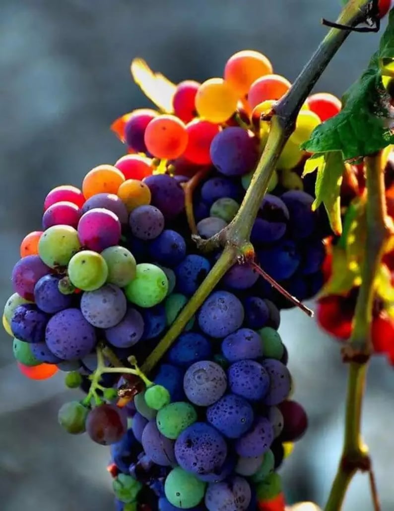Rare Rainbow Hybrid Grape Organic