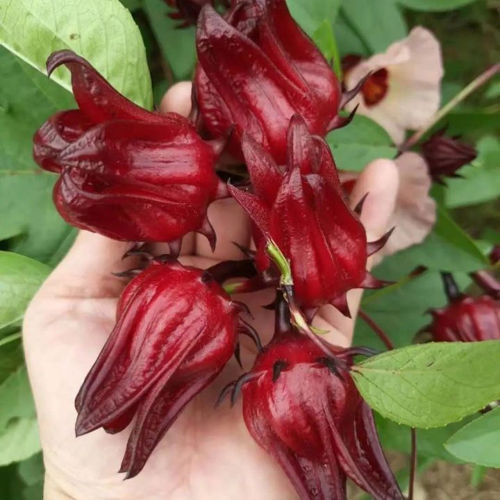 Roselle Ribena Seeds