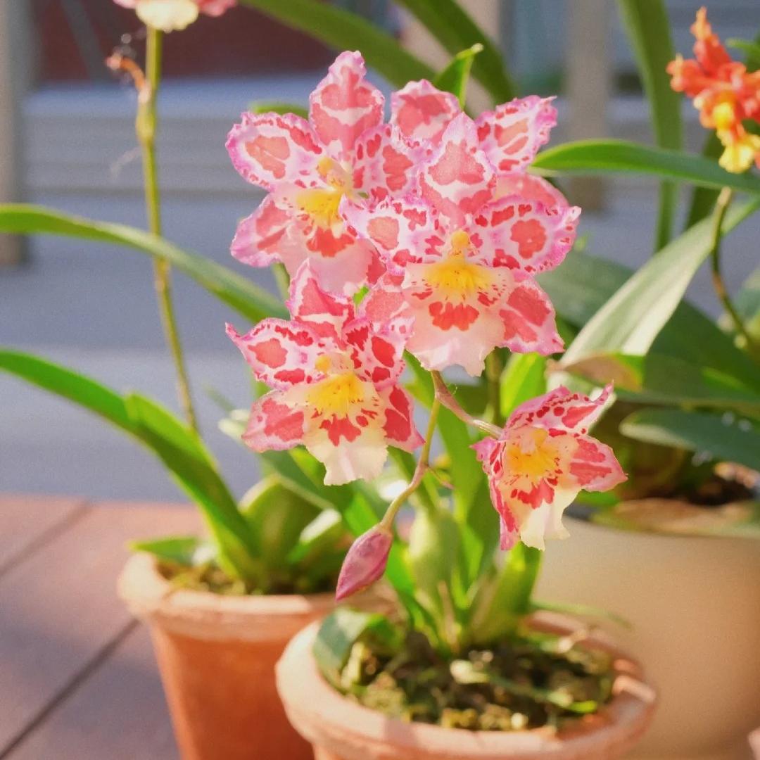 🌸Leopard Gemstone Orchid - Beautiful and Unique