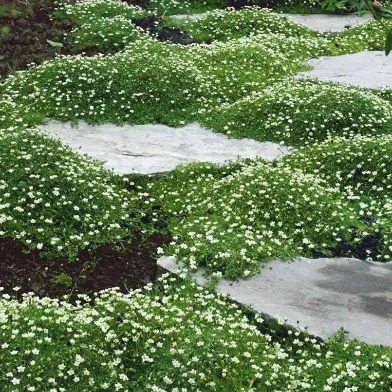 🌳Irish Moss Pearl Grass Seeds for Garden Yard Lawn