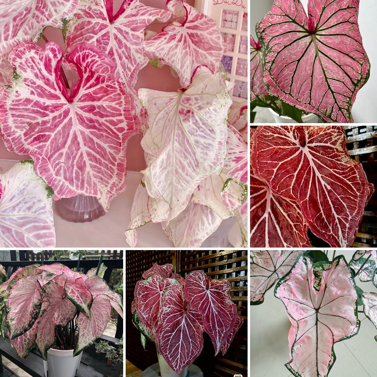 Peppermint Coleus Peperomia Obtusifolia Variegata Seeds