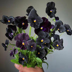 Pansy Seeds Black Devil Pansy