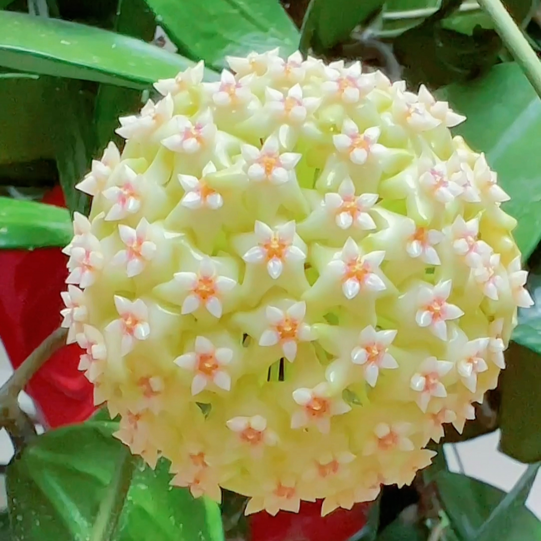 Hoya Carnosa Flower Seeds-Large Hydrangea Clustered with Many Star-shaped Florets
