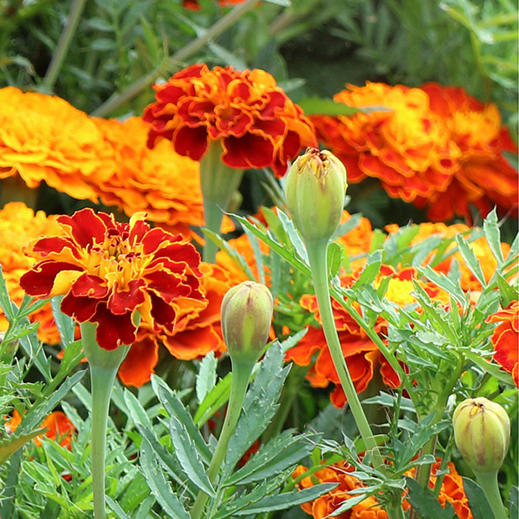 French Marigold Seeds - mixed colors - a great companion for the vegetable garden