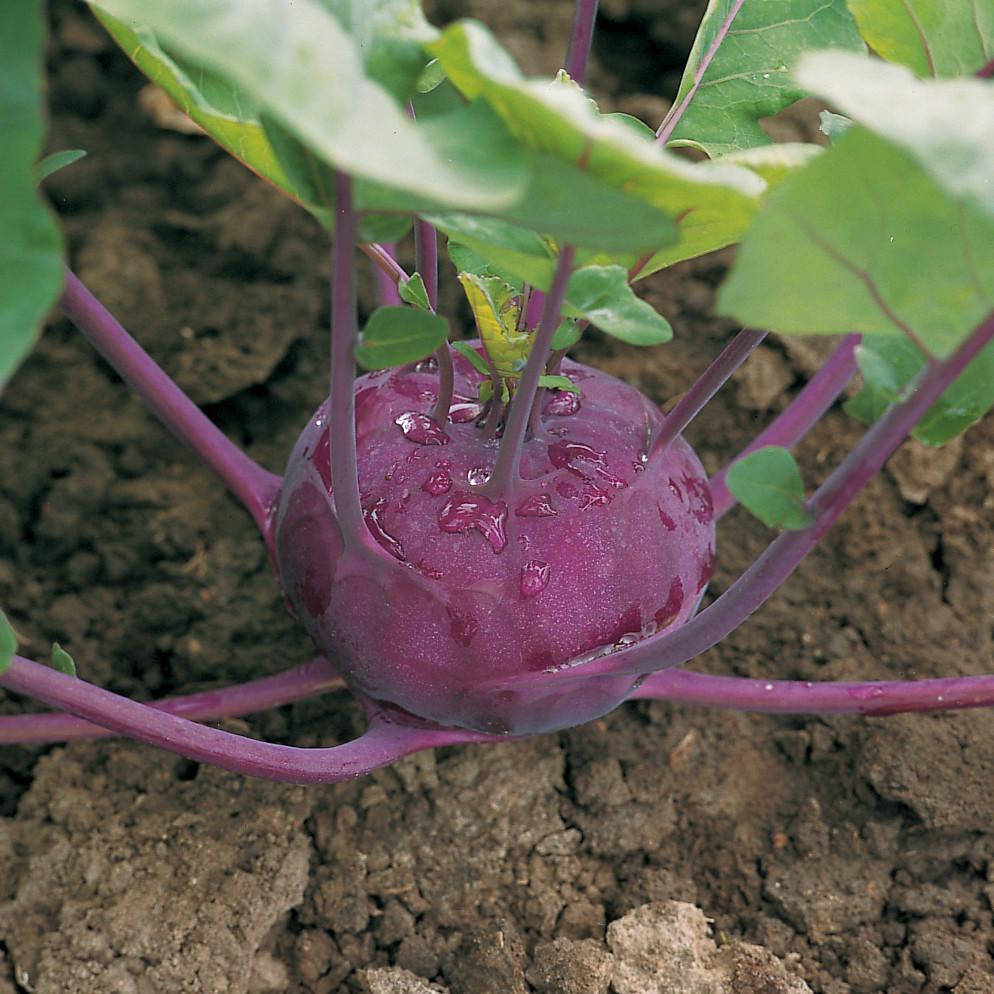 Kohlrabi Kolibri