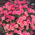 🌸Candy Chrysanthemum Seeds