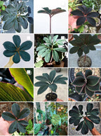 20 Pcs Tricyrtis Hirta Seeds