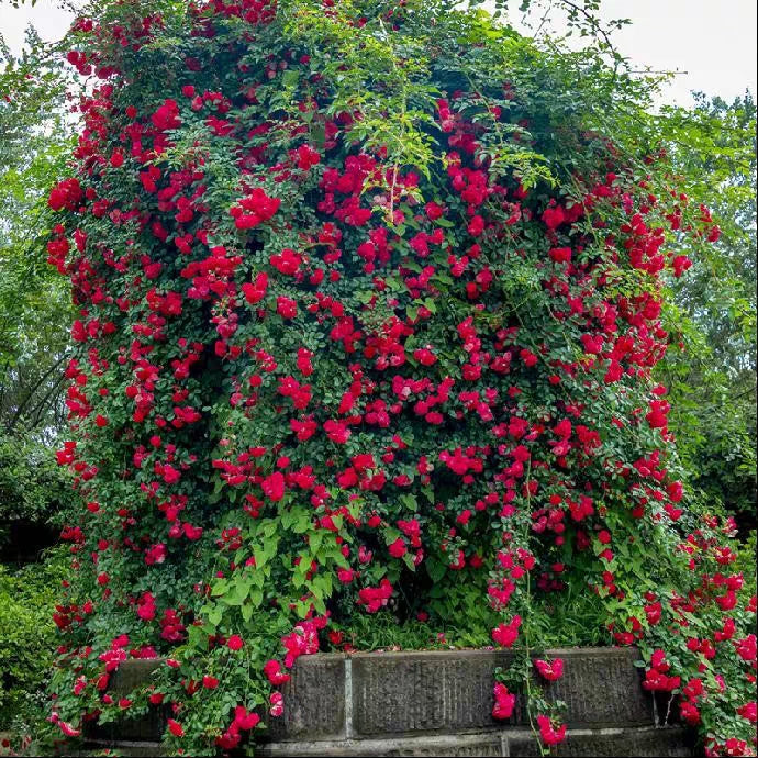 Rosa Banksiae Aiton Seeds