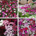 Dianthus Corona Mixed Seeds