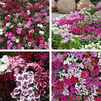 Dianthus Corona Mixed Seeds