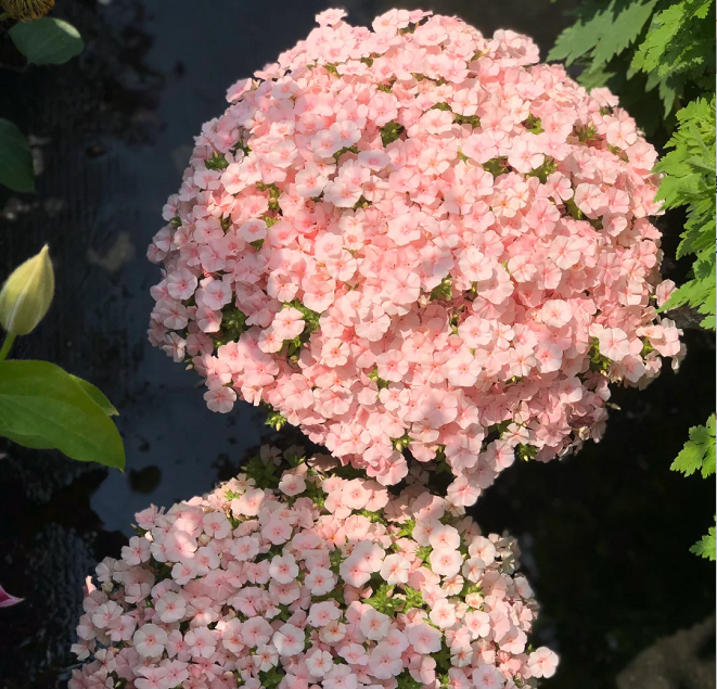 Phlox drummondii 'Ethnie Salmon'