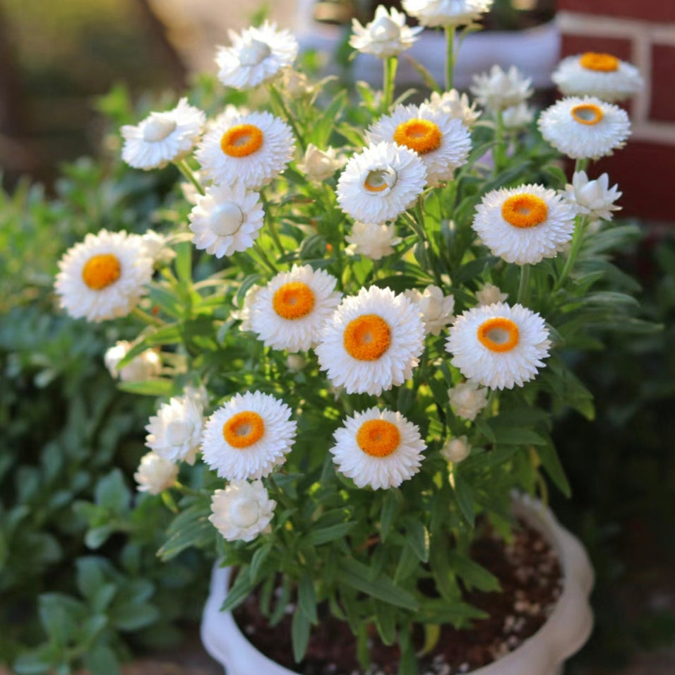 Strawflower Seeds Xerochrysum Bracteatum