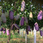 Stauntonia Latifolia Seeds-Organic Food