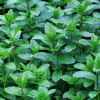 500Pcs Organic Mint Seeds Non-GMO Heirloom Packet