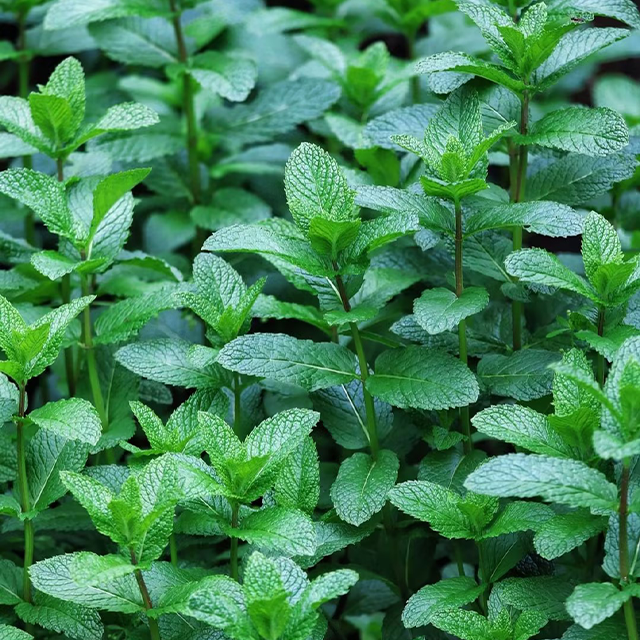 500Pcs Organic Mint Seeds Non-GMO Heirloom Packet