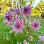 Rare Serruria florida Seeds - Blushing Bride