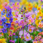 Colorful Rapeseed Flower Seeds