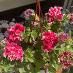 Double Petunia Seeds