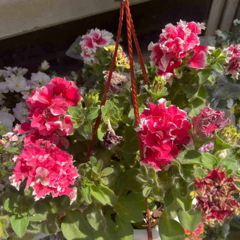Double Petunia Seeds