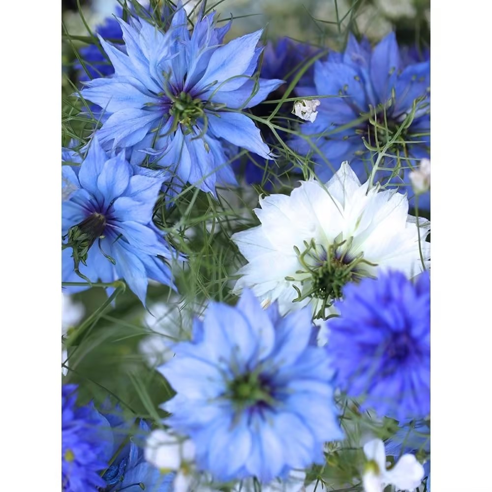 Love-In-A-Mist Seeds