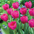 Bonsai Rare Color Tulip Seeds #12