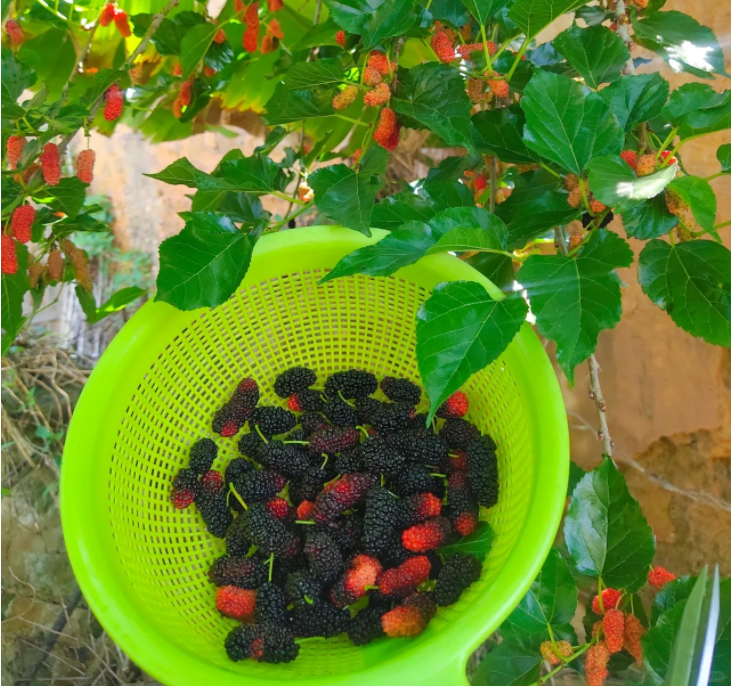 Black Mulberry Seeds