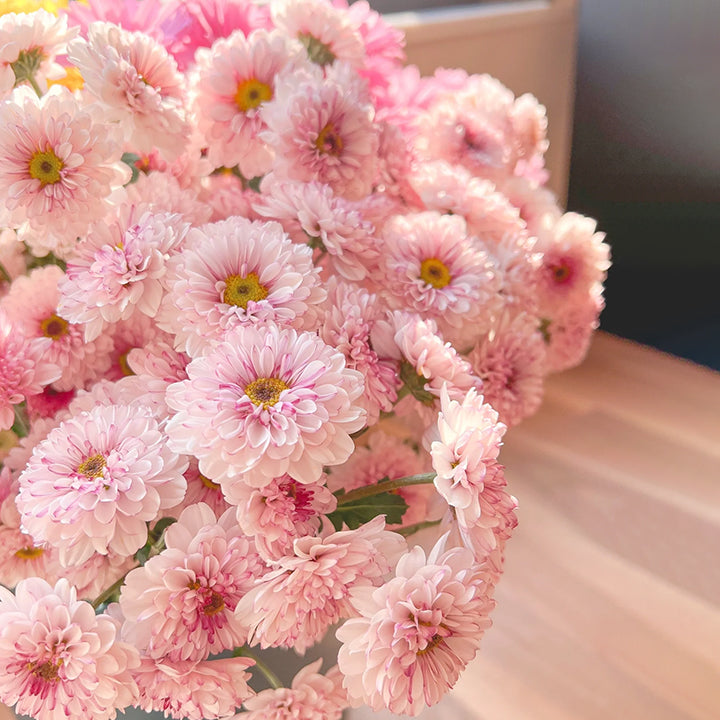 🌸Candy Chrysanthemum Seeds