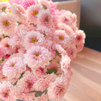 🌸Candy Chrysanthemum Seeds